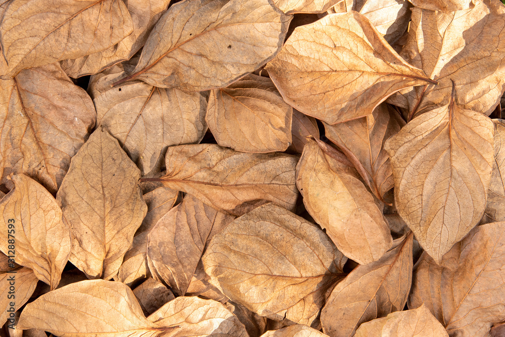 Autumn Dry leaves texture , Dried leaves Overlap background Autumn Dry leaves texture , Dried leaves Overlap background