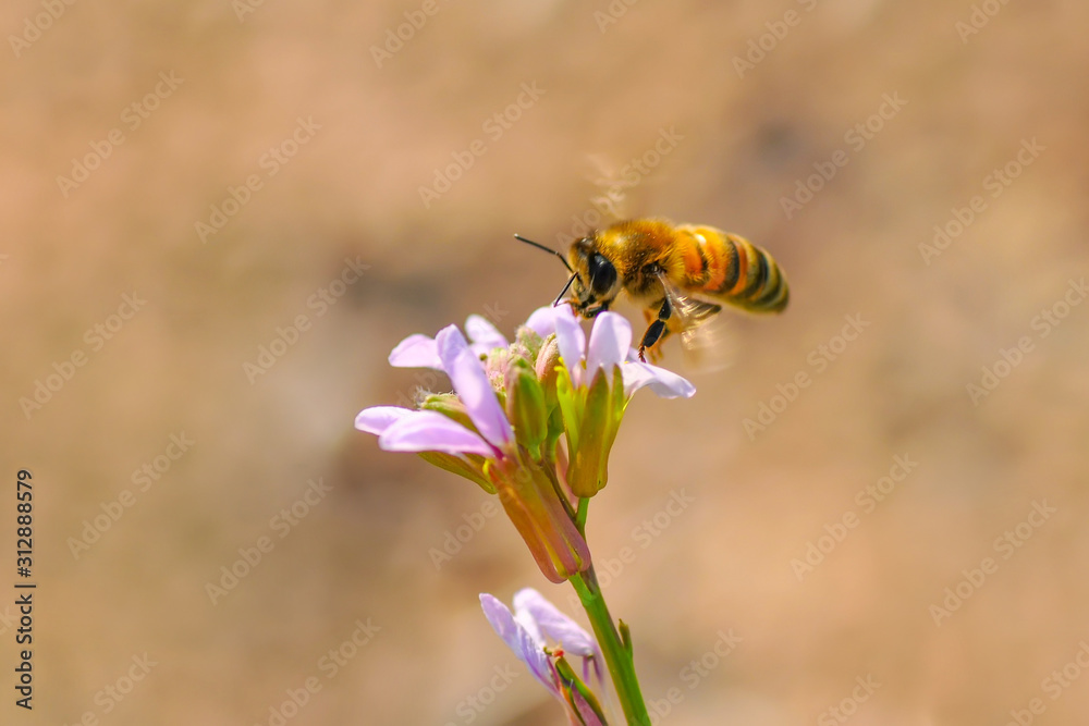 Beautiful Bee macro in green nature - Stock Image Beautiful Bee macro in green nature - Stock Image