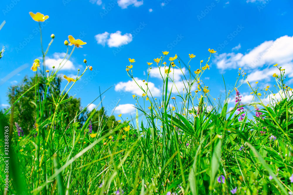 Green grass in summer sunny day. Summer and spring background. Green grass in summer sunny day. Summer and spring background.