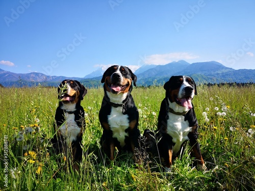 Canvas Print group of dogs