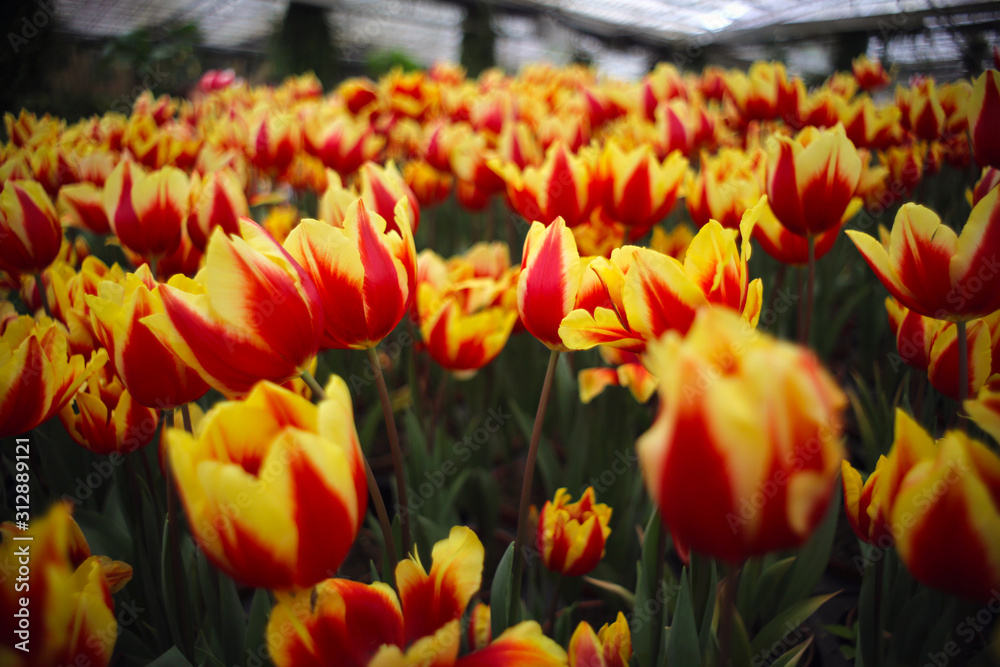 Beautiful blooming yellow-red tulips in the garden Beautiful blooming yellow-red tulips in the garden