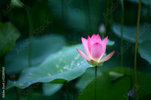 An outstanding pink lotus is preparing to bloom