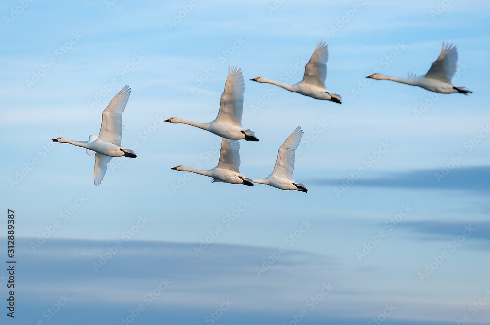 Obraz premium 空を飛ぶハクチョウの群れ