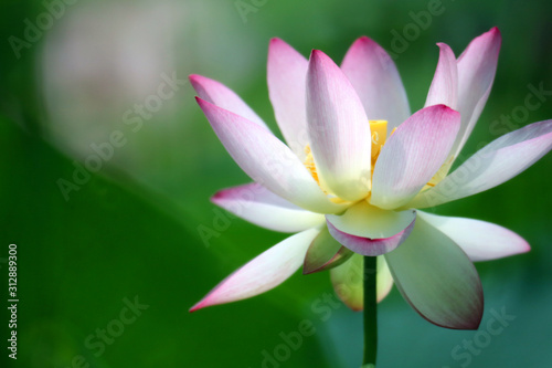 Beautiful blooming pink-white lotus stands out outstandingly