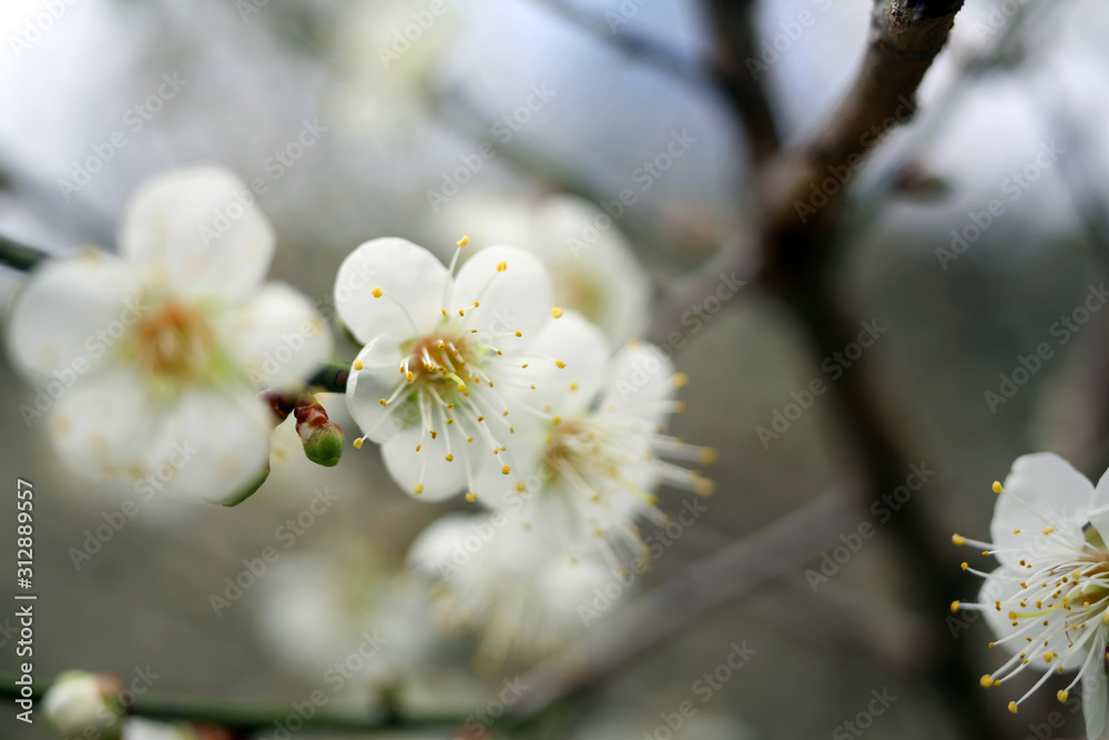 Beautiful white plum blossoms passionately in winter Beautiful white plum blossoms passionately in winter