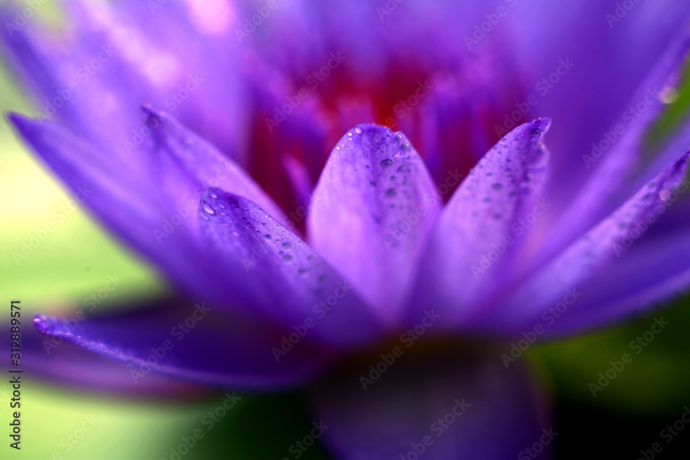 Purple lotus petals are covered with crystal clear dew drops Purple lotus petals are covered with crystal clear dew drops