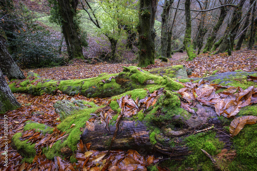 The trunk of a huge dead tree slowly disappears into the forest floor
