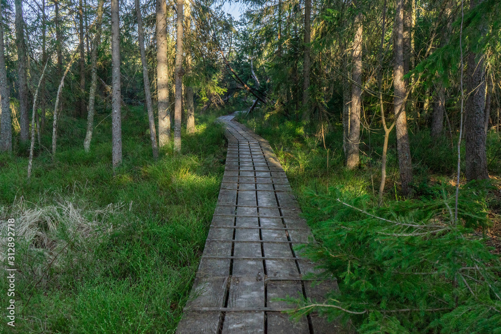 path in the middle of bavarian forest in the national park
