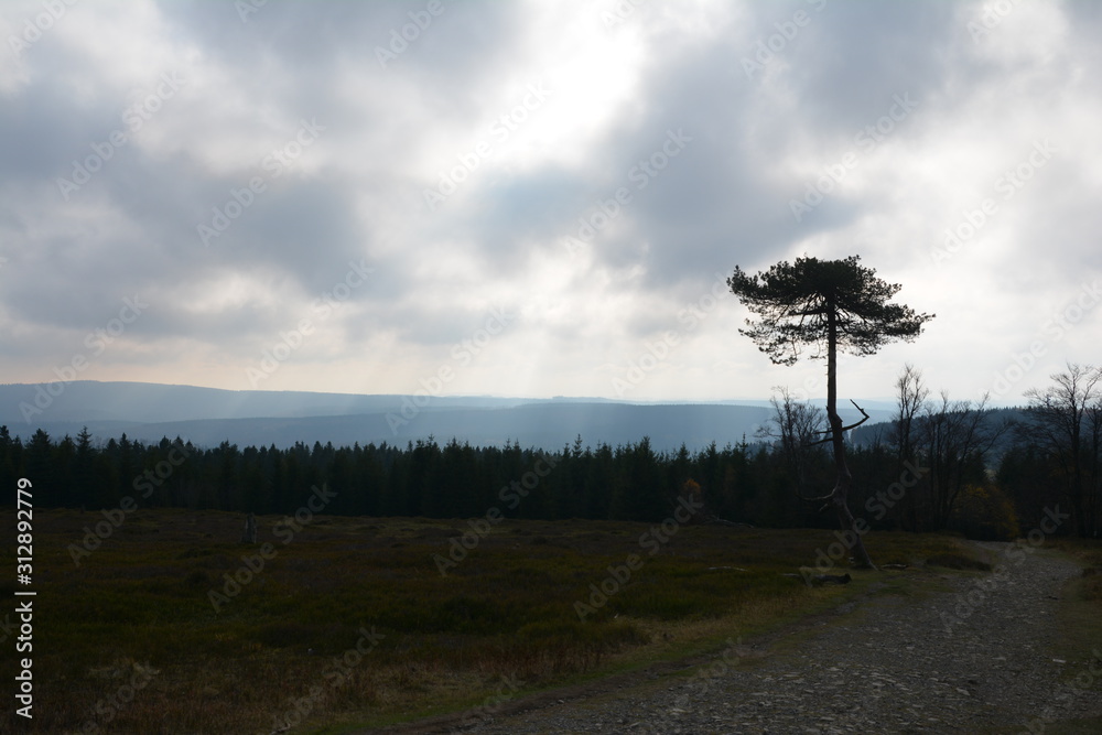 Fototapeta premium Der einsame Baum