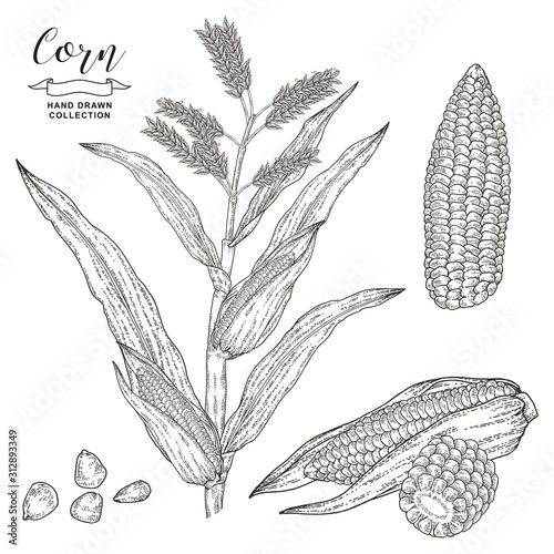 Corn plant isolated on white background. Maize vector illustration. Cereal set. Hand drawn engraving style.