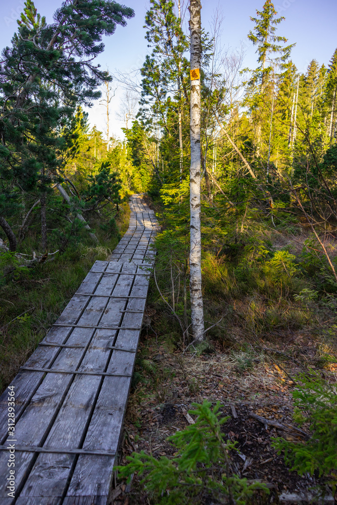 path in the middle of bavarian forest in the national park path in the middle of bavarian forest in the national park