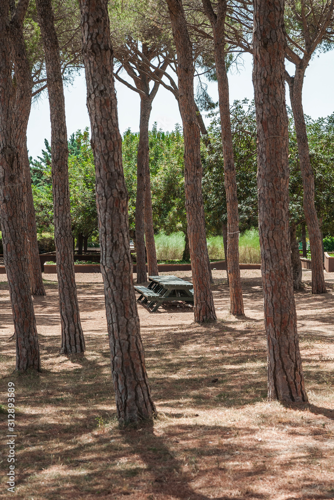 trees in a park of Salou trees in a park of Salou