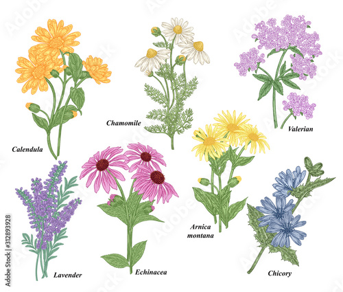 Medicinal herbs collection. Chamomile, Calendula, Echinacea, Valerian, Lavender, Arnica montana, Chicory flowers. Vector illustration botanical. Colorful engraved style.