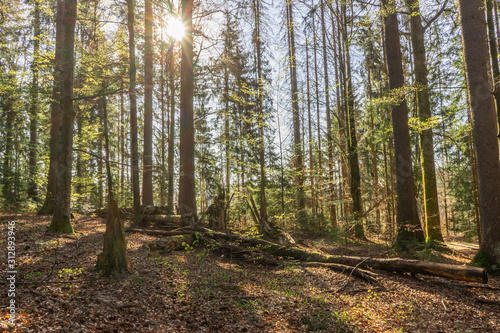 Wallpaper Mural path in the middle of bavarian forest in the national park Torontodigital.ca