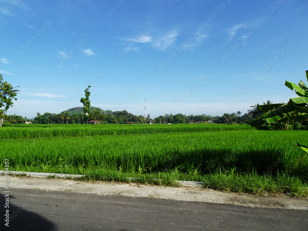 Rice fields with blue sky in the suburban area