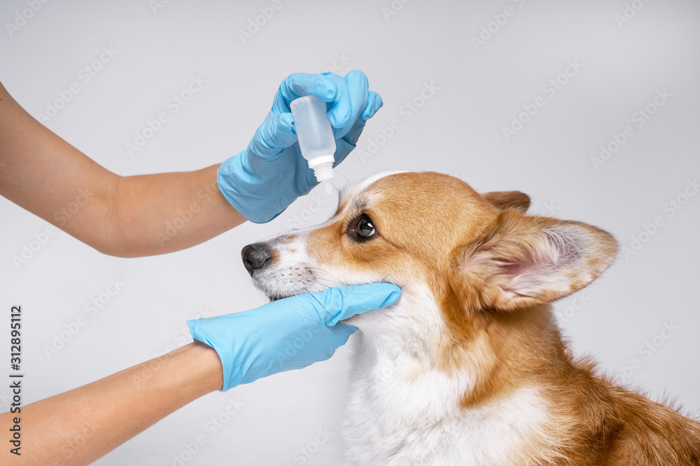 Veterenar instills a therapeutic drop in the eyes of a corgi dog on a white background - obrazy, fototapety, plakaty 