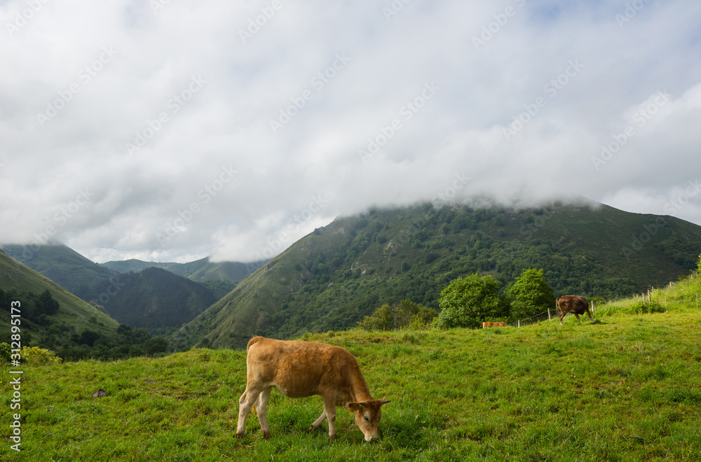 farm cows in asturias
