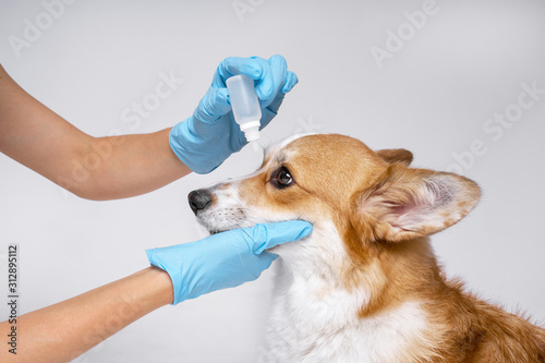 Veterenar instills a therapeutic drop in the eyes of a corgi dog on a white background photo