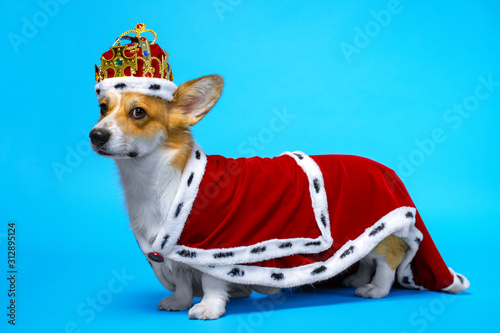 Billede på lærred proud and domineering pretty cute corgi dog wearing  royal costume crown  standing on a blue background