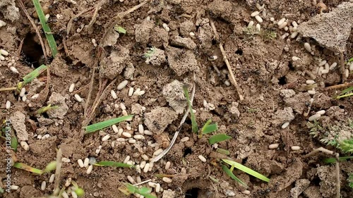Wallpaper Mural Bustle of Ants in an Anthill. Disturbed ants hide their eggs and larvae in a safe place Torontodigital.ca