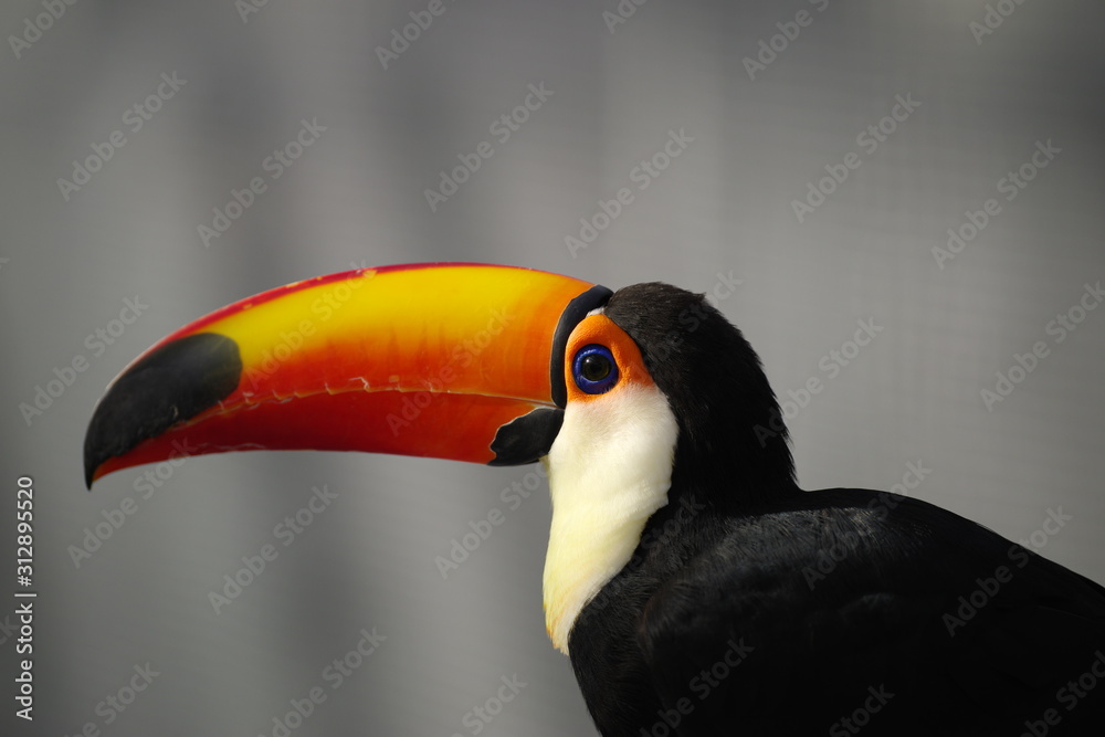 Naklejka premium 派手な鳥、オオハシ