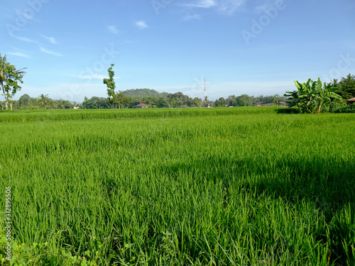 Rice fields with blue sky in the suburban area