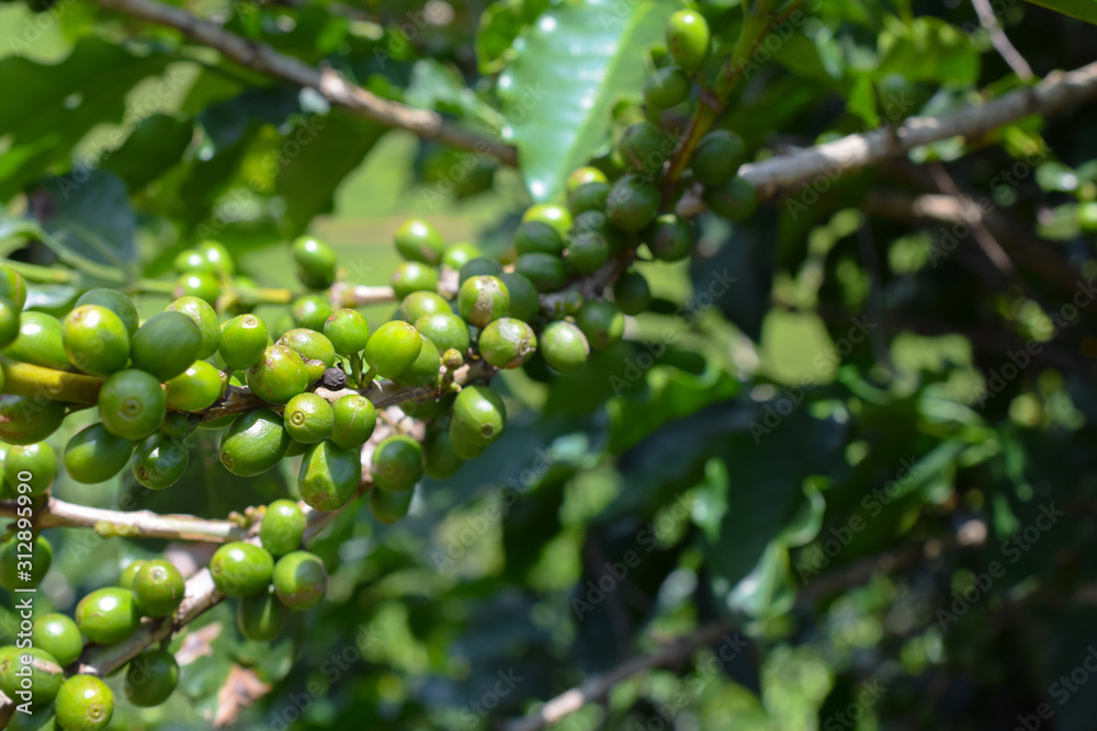 Coffee plant with green fruits. Scientific Name: Coffea