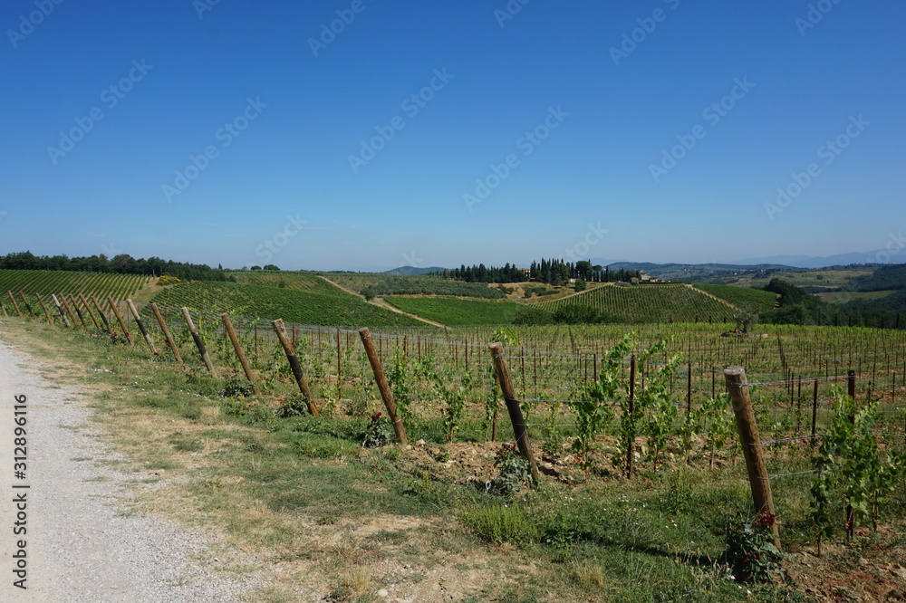 Tuscany vineyard view, agriculture, somewhere in Italy