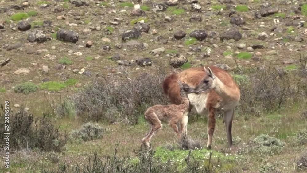 A beautiful Guanaco with her offspring feeding on grass by the mountainside - Wide shot A beautiful Guanaco with her offspring feeding on grass by the mountainside - Wide shot