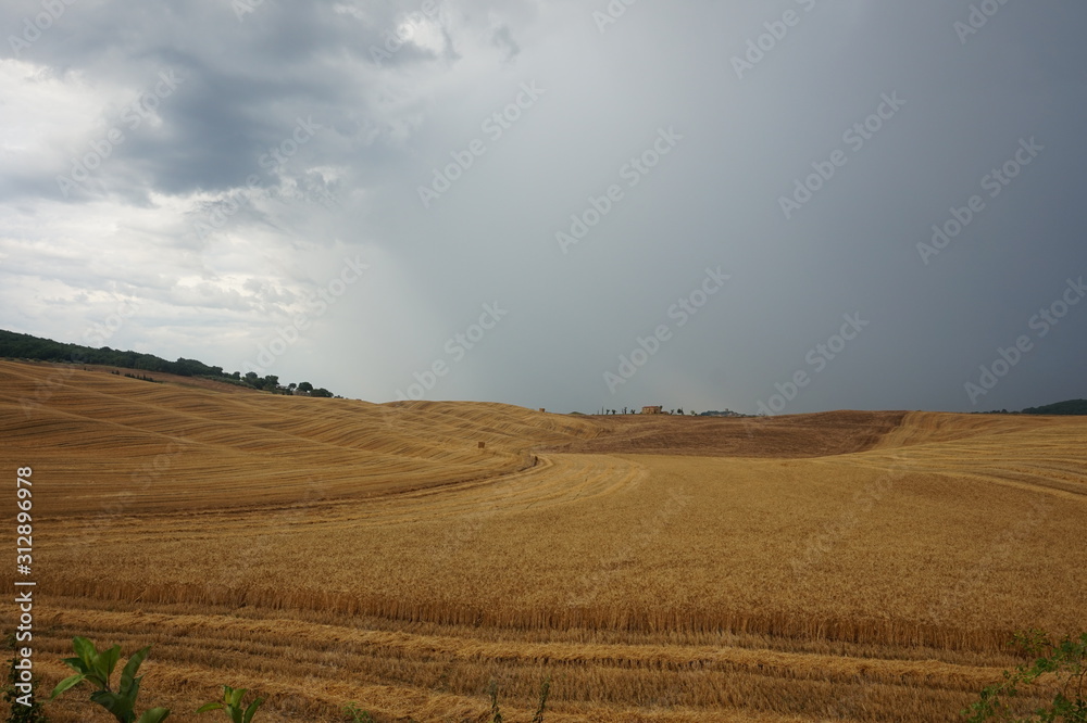 Fototapeta premium Waves on the field - as in the sea