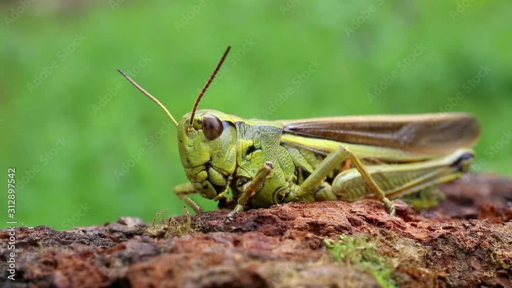 Video portrait of a grasshopper very close-up. Large marsh grasshopper (Stethophyma grossum) Video portrait of a grasshopper very close-up. Large marsh grasshopper (Stethophyma grossum)