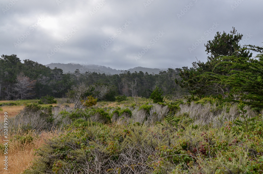 morning mist covering cypress trees and hills at Carmel Highlands (Point Lobos State Natural Reserve, California, USA)
