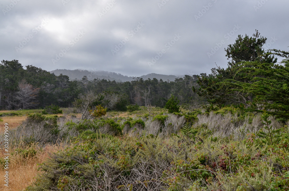 morning mist covering cypress trees and hills at Carmel Highlands (Point Lobos State Natural Reserve, California, USA) morning mist covering cypress trees and hills at Carmel Highlands (Point Lobos State Natural Reserve, California, USA)