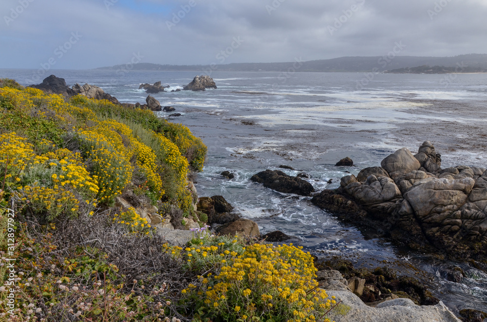 Lizard-tail Yarrow (Eriophyllum staechadifolium) wildflowers and rocks at Cannery Point in Point Lobos State Natural Reserve (Carmel-by-the-sea, California, USA)