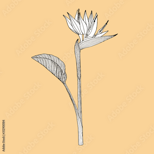Illustration of Strelitzia.  Realistic, hand-drawn illustration on a green background. Can be used for postcards, invitations, advertising, web.