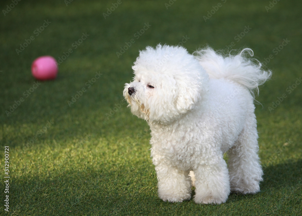 Happy puppies in a private playground