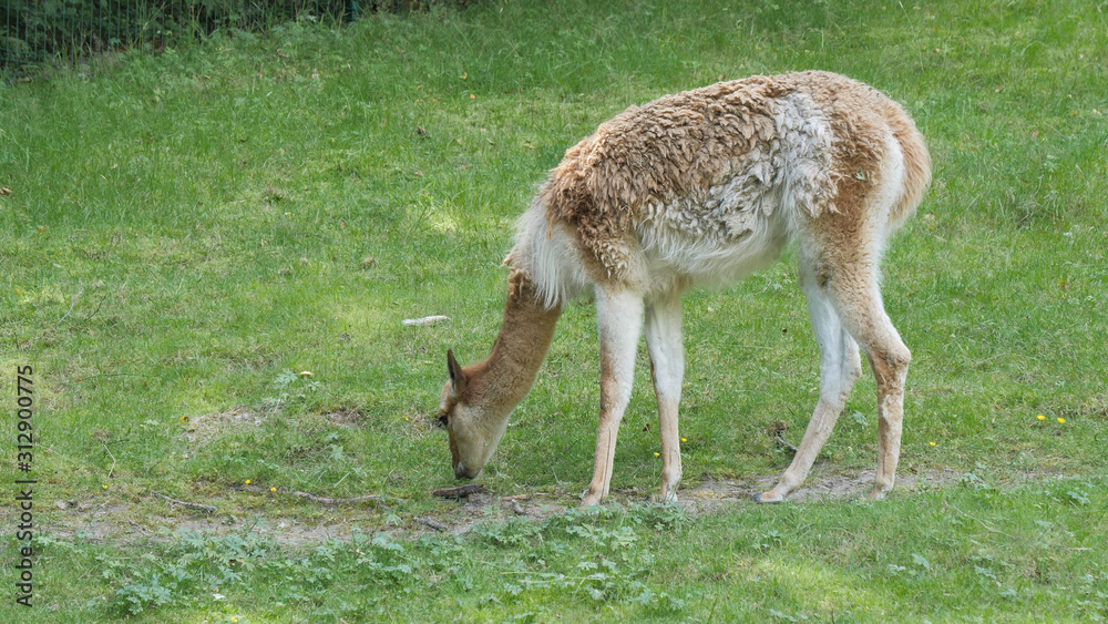 Vicuna is grazing in a meadow