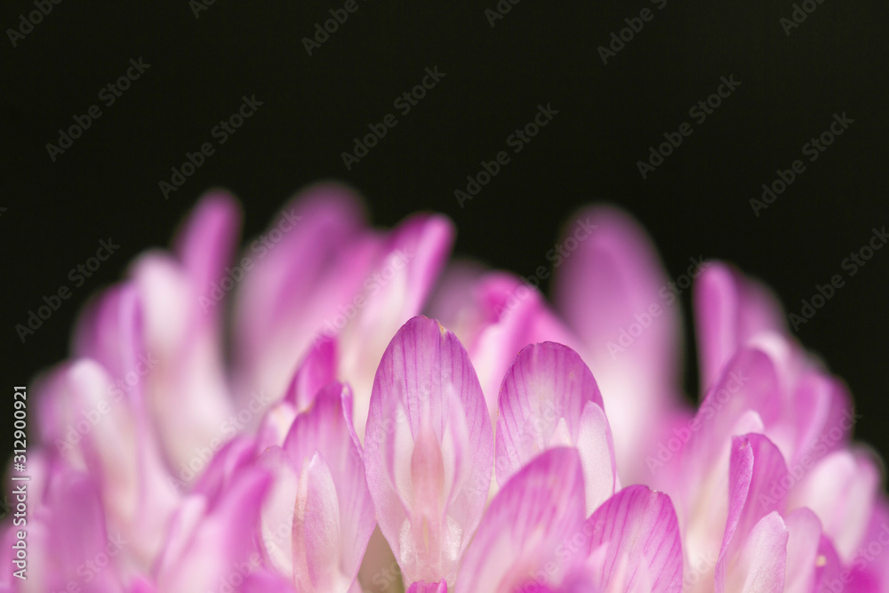 Petals of a purple flower on a dark background in macro. Violet flower close-up. Pink clover flower crumpled on a black background.