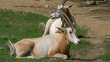 The scimitar oryx, scimitar-horned oryx (Oryx dammah) Sahara oryx. Animals.