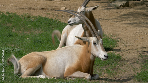 The scimitar oryx  scimitar-horned oryx  Oryx dammah  Sahara oryx. Animals.
