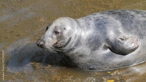 Gray seal in a shallow water on a beach. Halichoerus grypus