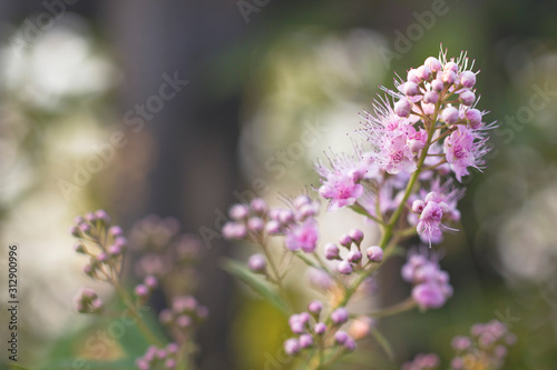 Small pink and purple flowers with long stamens on a branch on a blurred background in the natural environment.