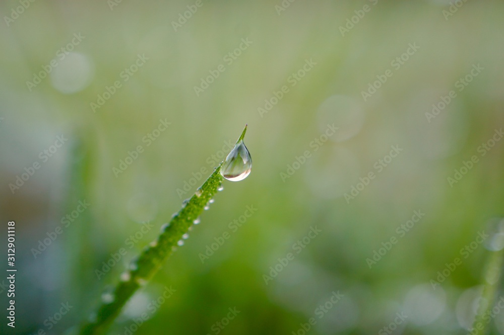 raindrops on the green grass in rainy days, winter season raindrops on the green grass in rainy days, winter season