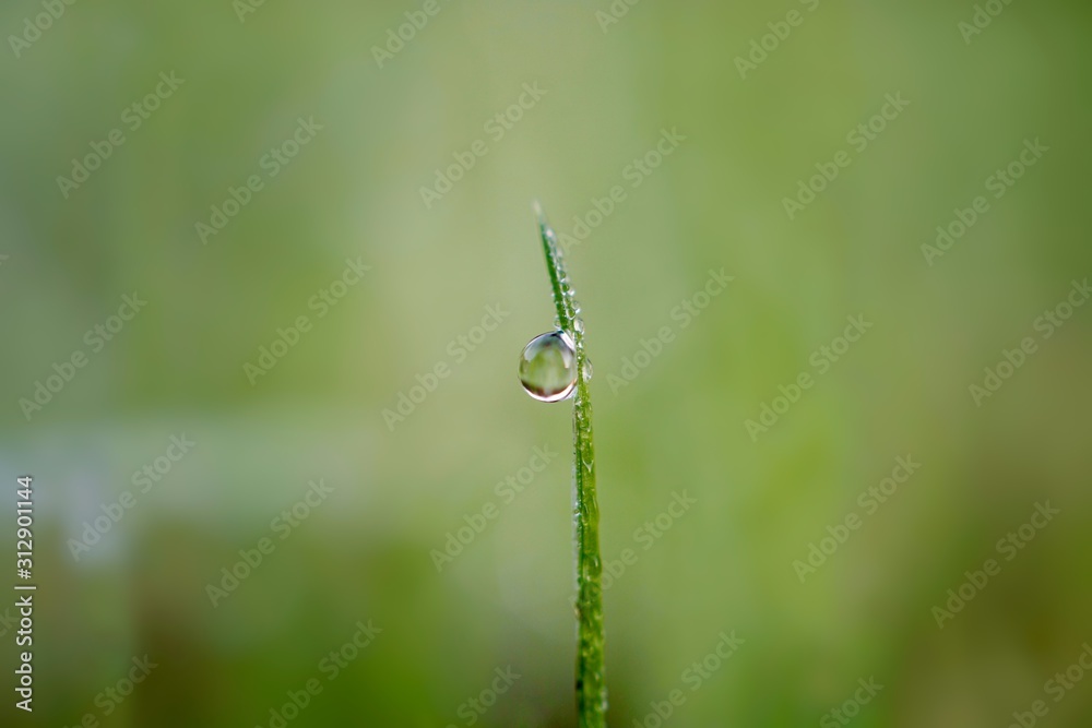 raindrops on the green grass in rainy days, winter season raindrops on the green grass in rainy days, winter season