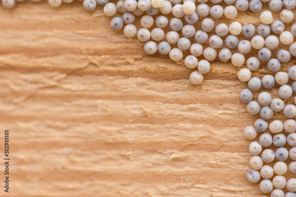 Insect larvae on a fresh tree cut. Round insect cocoons on a wooden surface. Insect eggs on wood. Rounded pouched cocoons on a wooden board. Copy space.