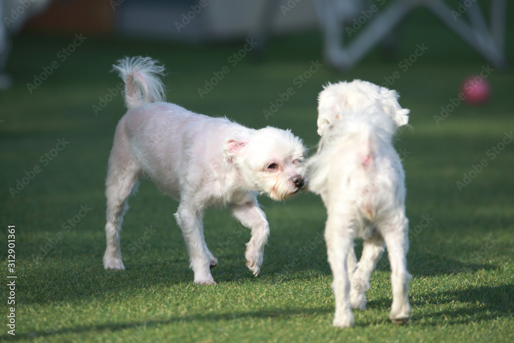 Happy puppies in a private playground