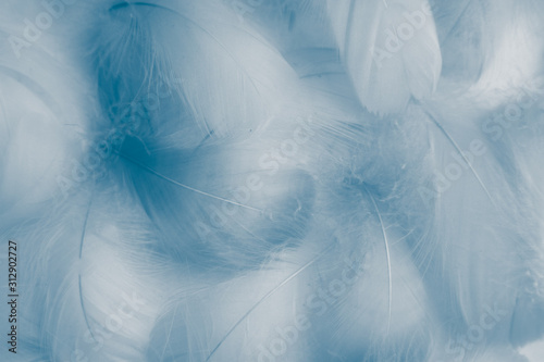 Beautiful abstract colorful purple and blue feathers on white background and soft white feather texture on white pattern and blue background