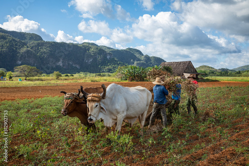 Bild auf Leinwand Vinales Valley