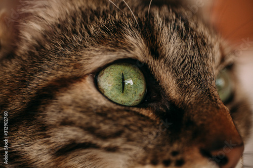 Macro view of cats eye. Close up of green and blue cat eye. 