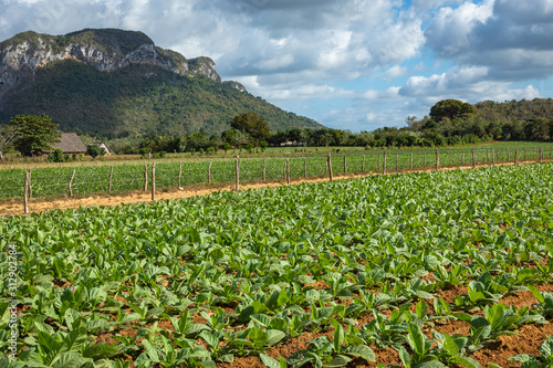 Bild auf Leinwand Vinales Valley